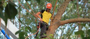 Arborist Perth WA, Mulching Services Perth, Palm Trimming Perth, Palm Tree Trimming Perth, Pruning Services Perth, Stump Grinding Perth, Stump Removal Perth, Total Tree Services Perth, Tree Arborist Perth, Tree Cutting Perth, Tree Cutting Services Perth, Tree Felling Perth, Tree Loppers Perth North, Tree Lopping Perth Cost, Tree Lopping Perth Prices, Tree Lopping Perth WA, Tree Lopping Service Perth, Tree Lopping South of River Perth, Tree Maintenance Perth, Tree Mulching Perth, Tree Pruning Perth, Tree Pruning Perth WA, Tree Pruning Services Perth, Tree Removal Company Perth, Tree Removal Cost Perth, Tree Removal Perth WA, Tree Removal Service Perth, Tree Services Perth, Tree Stump Grinding Perth, Tree Stump Removal Perth, Tree Surgeon Perth WA, Tree Trimming Perth, West Australian Tree Professionals, Wood Chipper Perth
