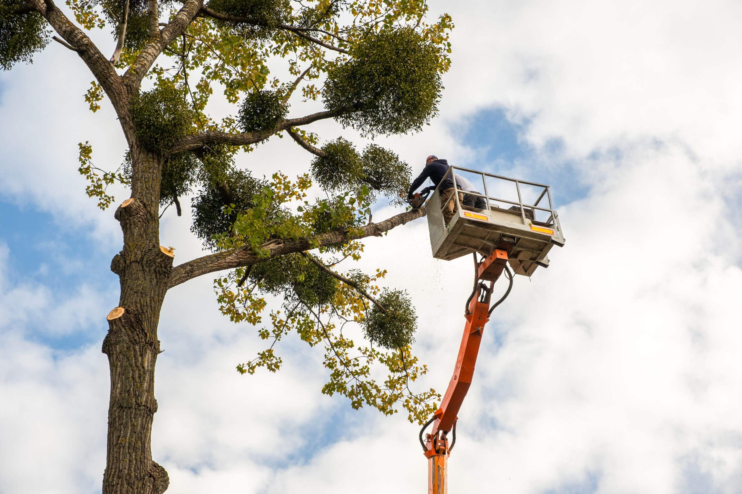 Tree Lopping Experts Near Me in Perth