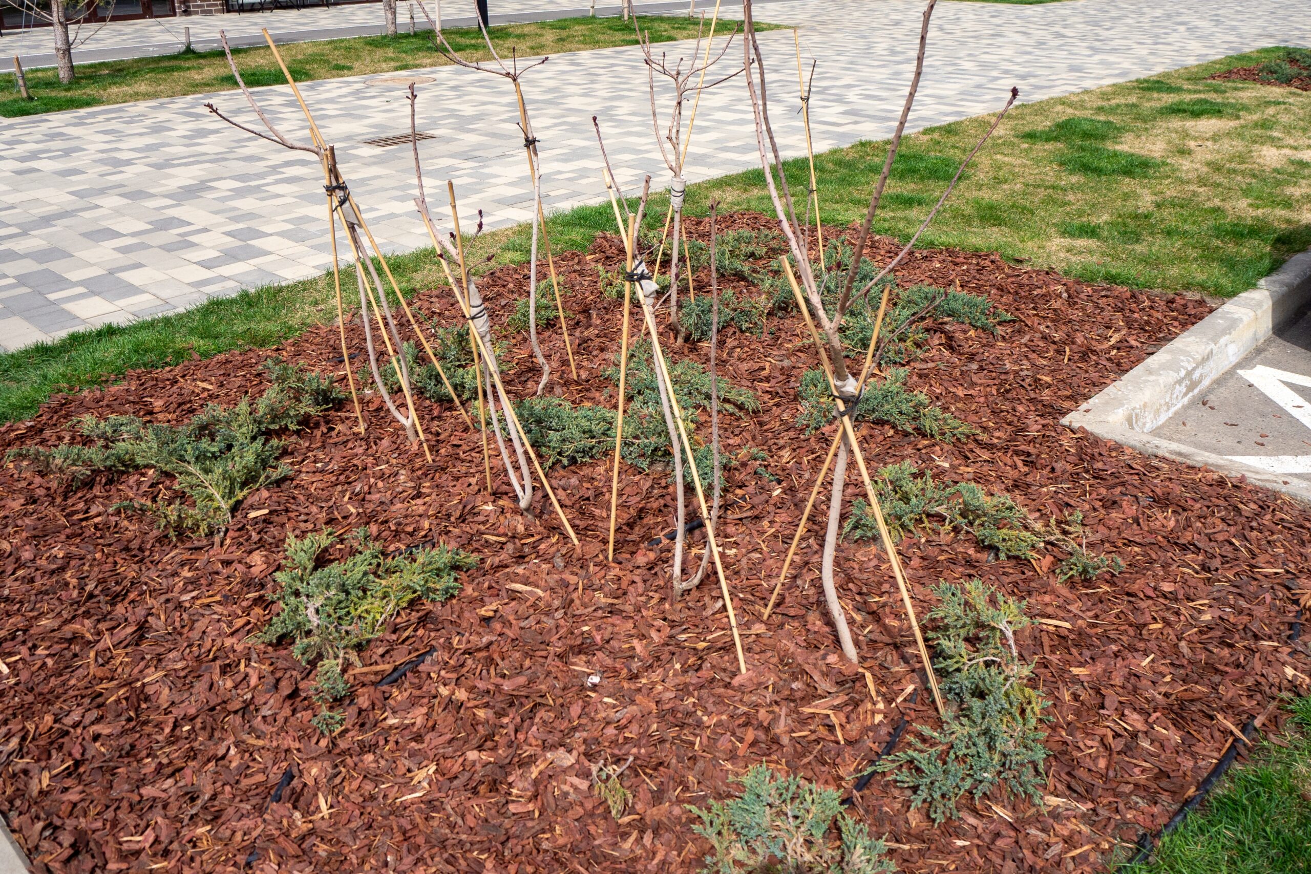 Professional Tree Trimming Specialists in Perth